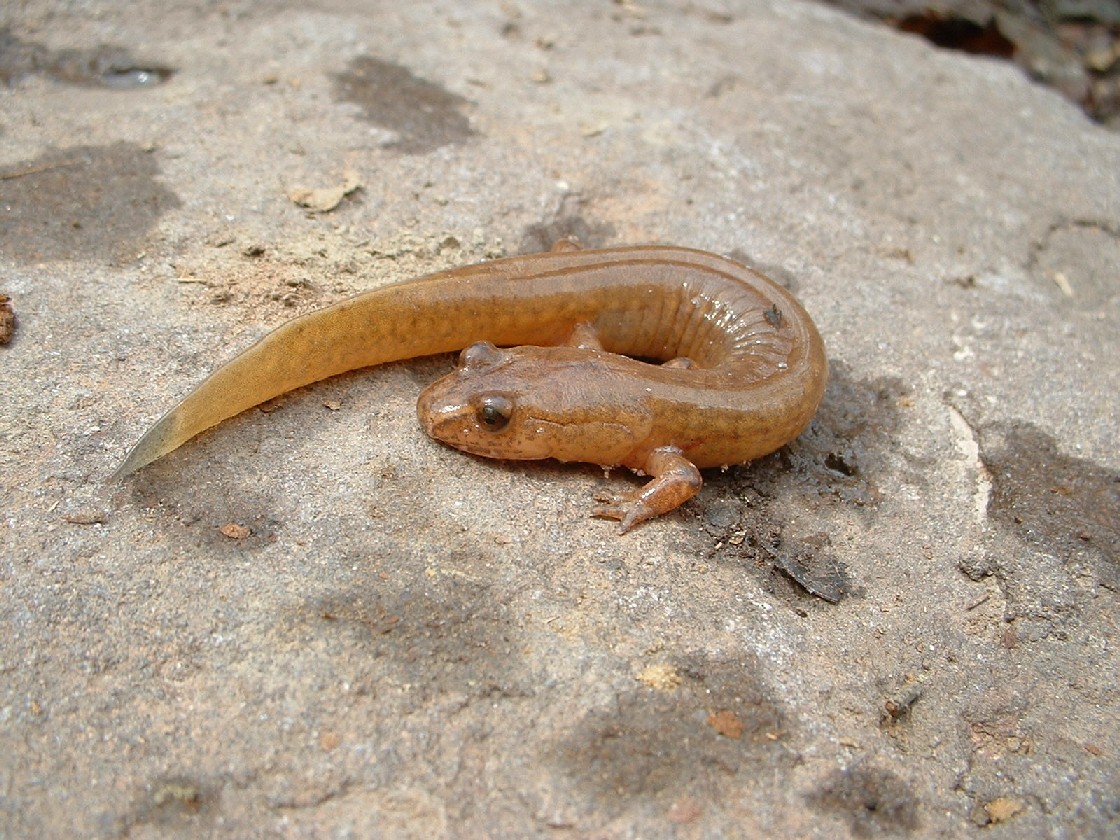 GWNF Salamander2