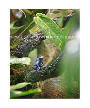 P.A. Frog