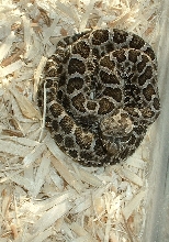 Tergimenus, Western Massasauga