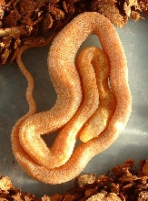 Female Albino Yellow x Bubblegum