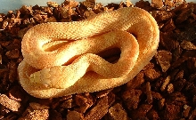 Male Yellow x bubblegum