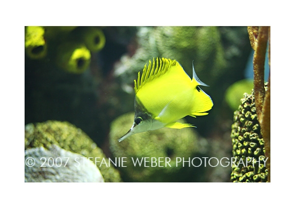 Yellow Tang
