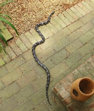 Kingsnake in front of my house