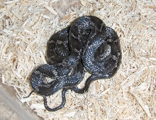 York Co. baby black ratsnake