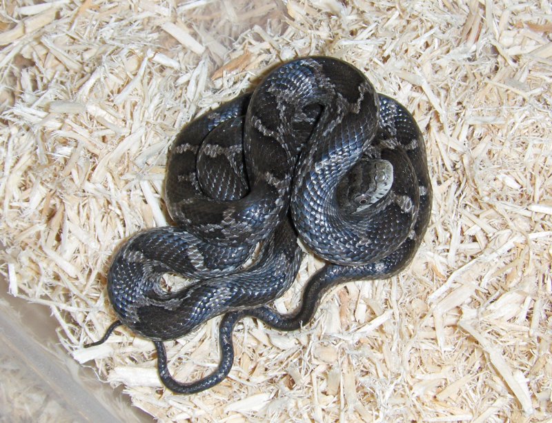 York Co. baby black ratsnake