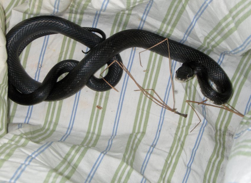 Little Black Rat