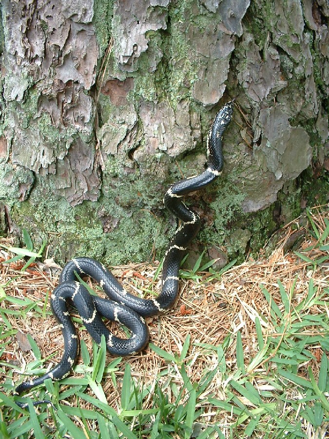 York County E. Kingsnake