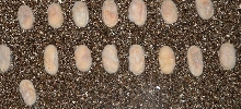 Hognose eggs gone bad?