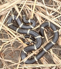 Hyde county female under cover