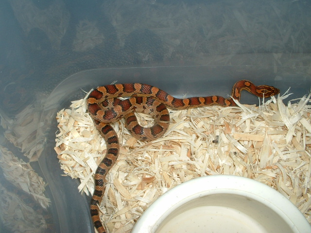 perfect saddled Brad Lichtenhan male Okeetee