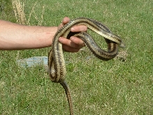 NC Sandhills Greenish/Yellow Rat