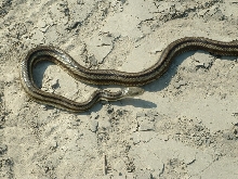 Head shot, greenish rat from NC Sandhills