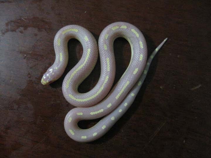 albino dot dash california