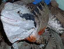 Big Angy Aussie