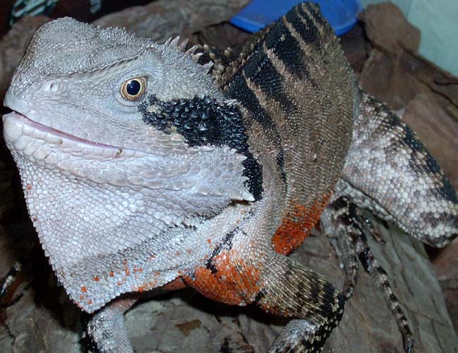 Big Angy Aussie
