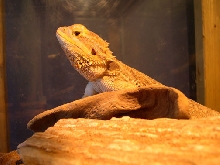 Baskin' Beardie