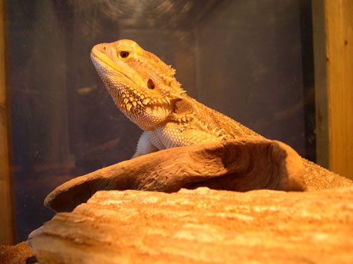 Baskin' Beardie