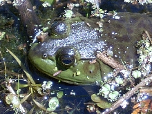 Murphy's Point 2003 - Bullfrog