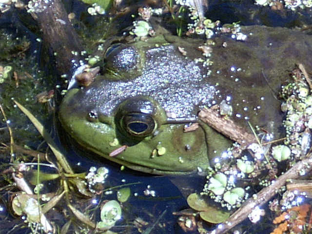 Murphy's Point 2003 - Bullfrog