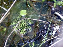 Leopard Frog