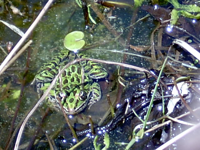 Leopard Frog