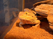 Camera Shy Beardie