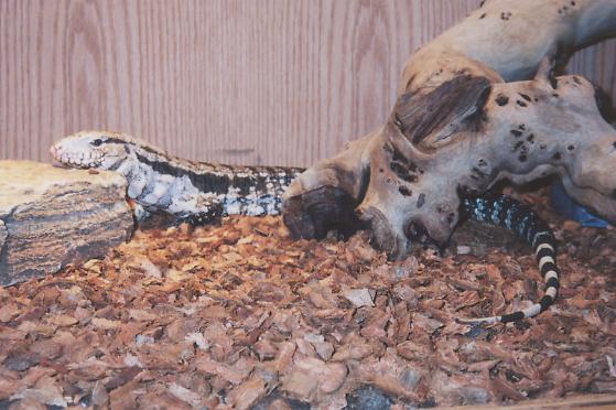 6 month old Chacoan