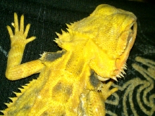 supercitrus trans female (onyx)
