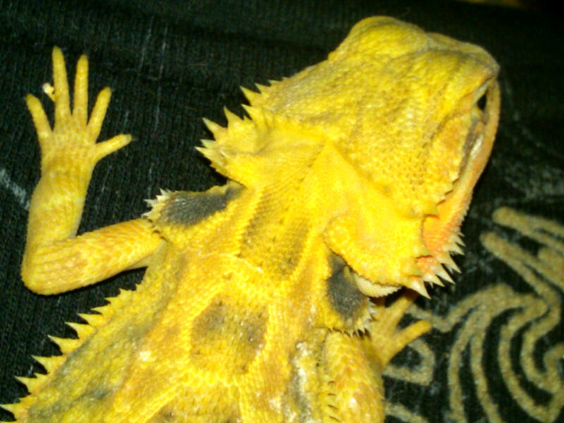 supercitrus trans female (onyx)