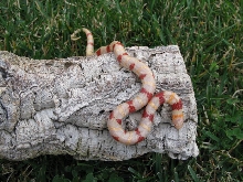 Albino Mexican Milk Snake 09-0103F