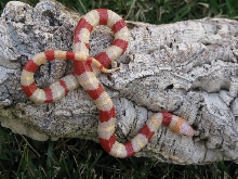 Albino Mexican Milk Snake 09-0104M