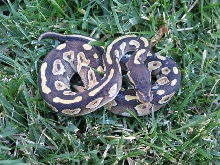 Mojave 10-10-44M