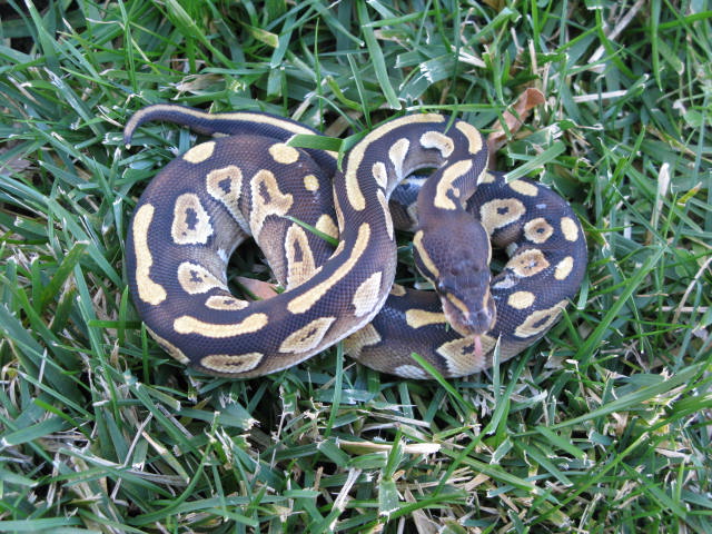 Mojave 10-10-44M