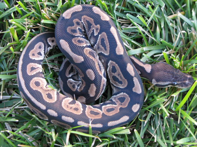 Cinnamon 10-16-75M