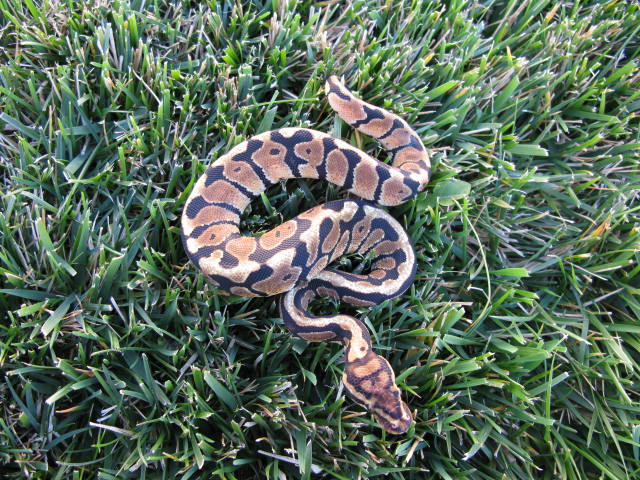 Spotnose 10-27-133M