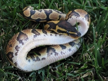 Yellow Belly 10-37-185M