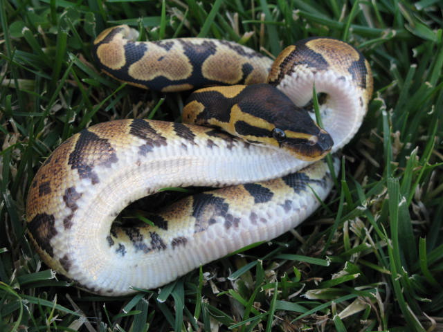 Yellow Belly 10-37-185M