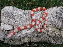 Albino Mexican Milk Snake 10-0102M