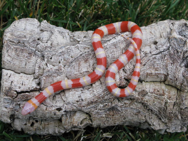 Albino Mexican Milk Snake 10-0102M
