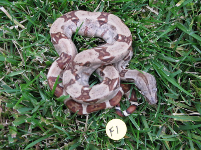 Hypo Het Anery 10-HHA-0101F