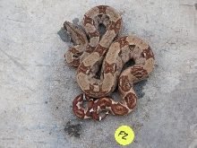 Hypo Het Anery 10-HHA-0102F