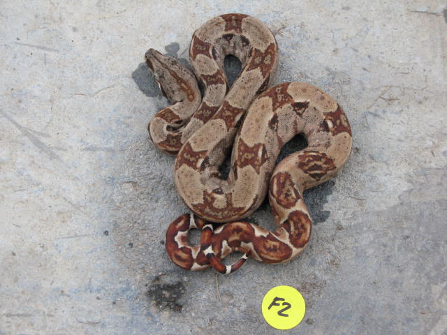 Hypo Het Anery 10-HHA-0102F