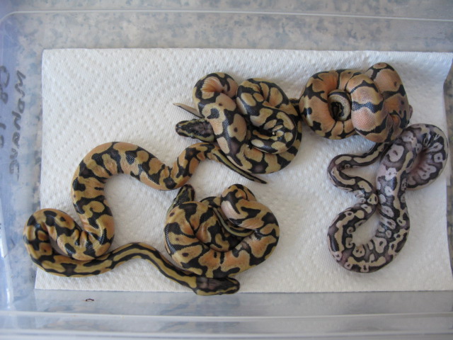 clutch #25 super pastel X enchi