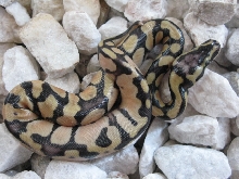 Pastel Yellowbelly