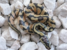 Pastel Enchi