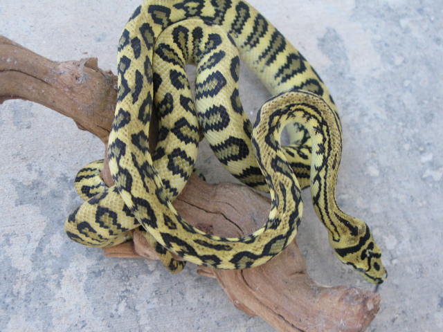 Irian Jaya Jaguar 09-01-01F