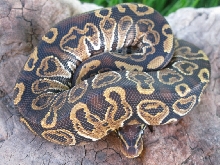 2011 Male Lava