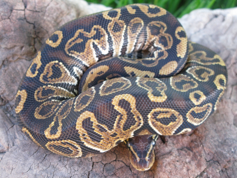 2011 Male Lava