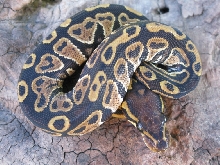 2011 Female Lava