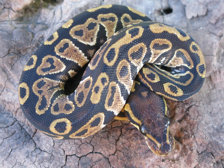 2011 Female Lava